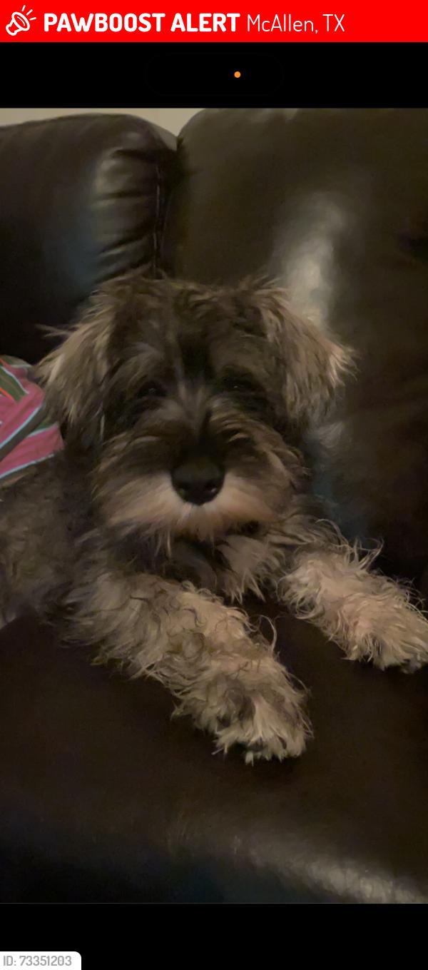 Lost Male Dog last seen Near Hendricks elementary school, McAllen, TX 78504