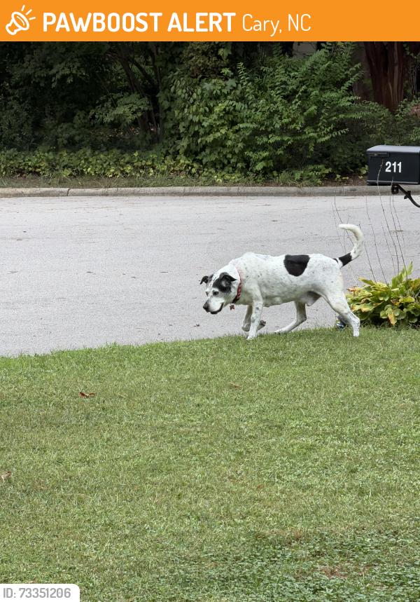 Found/Stray Unknown Dog last seen Preston village Cary, Cary, NC 27519