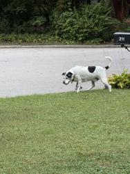 Found/Stray Unknown Dog last seen Preston village Cary, Cary, NC 27519