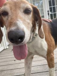 Reunited Male Dog last seen Kinston Airport, Kinston, NC 28501