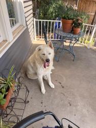 Found/Stray Male Dog last seen Plaza District - NW 16th and Marion Ave, Oklahoma City, OK 73106