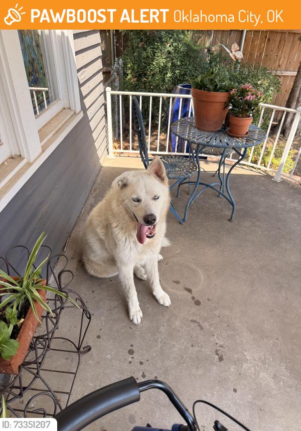 Found/Stray Male Dog last seen Plaza District - NW 16th and Marion Ave, Oklahoma City, OK 73106