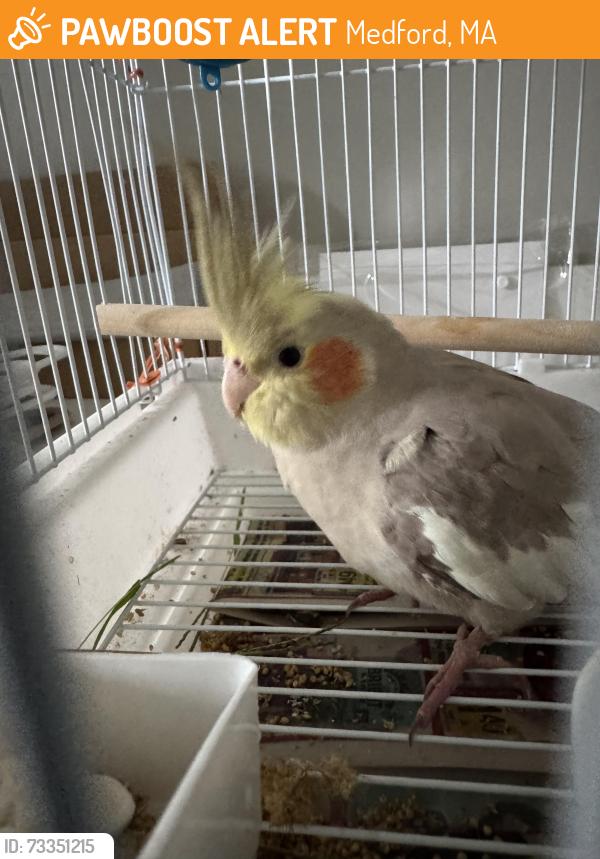 Found/Stray Unknown Bird last seen Near Doane Road, Medford, MA 02115, Medford, MA 02155