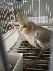 Found/Stray Unknown Bird last seen Near Doane Road, Medford, MA 02115, Medford, MA 02155