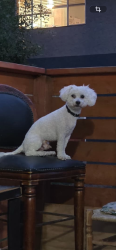 Lost Male Dog last seen 950w 103rd pl northglenn Colorado 80260, Northglenn, CO 80260