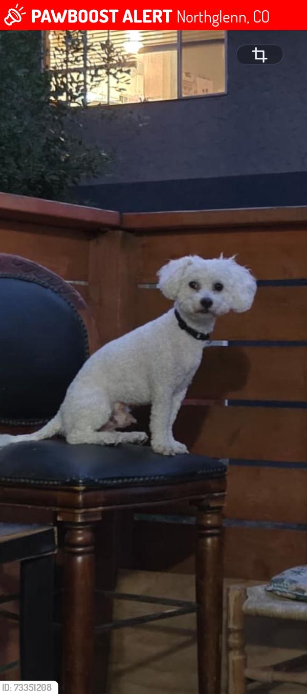 Lost Male Dog last seen 950w 103rd pl northglenn Colorado 80260, Northglenn, CO 80260