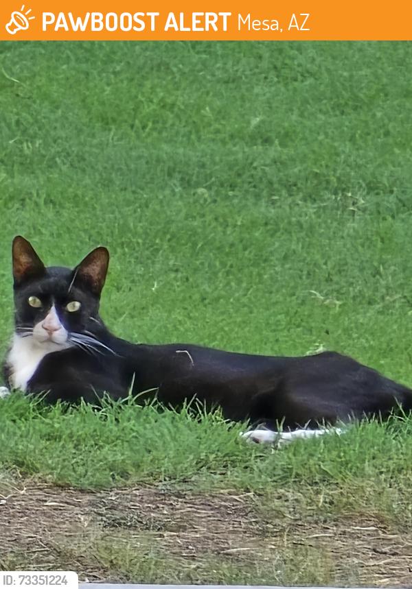 Found/Stray Unknown Cat last seen 64th St. & Brown Rd, Mesa, AZ 85205