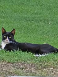 Found/Stray Unknown Cat last seen 64th St. & Brown Rd, Mesa, AZ 85205