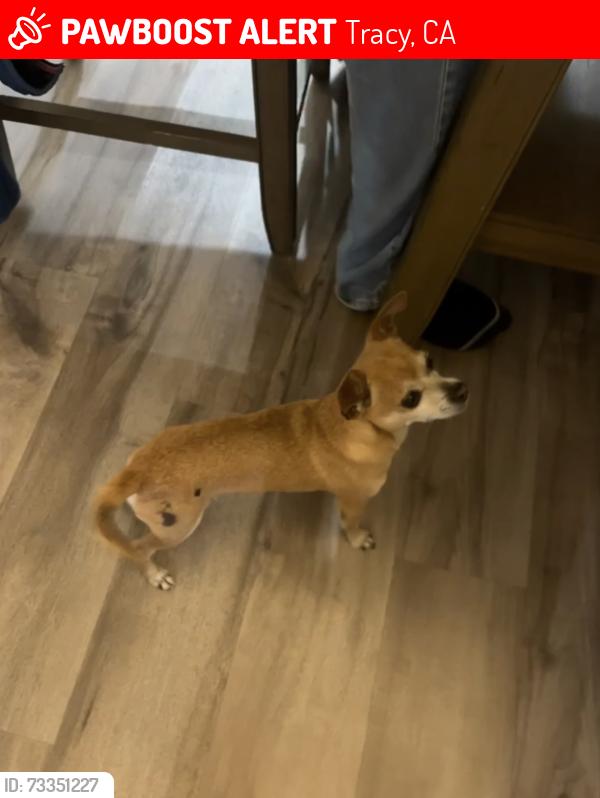 Lost Male Dog last seen Maple lane, Tracy, CA 95376