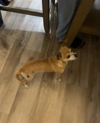 Lost Male Dog last seen Maple lane, Tracy, CA 95376
