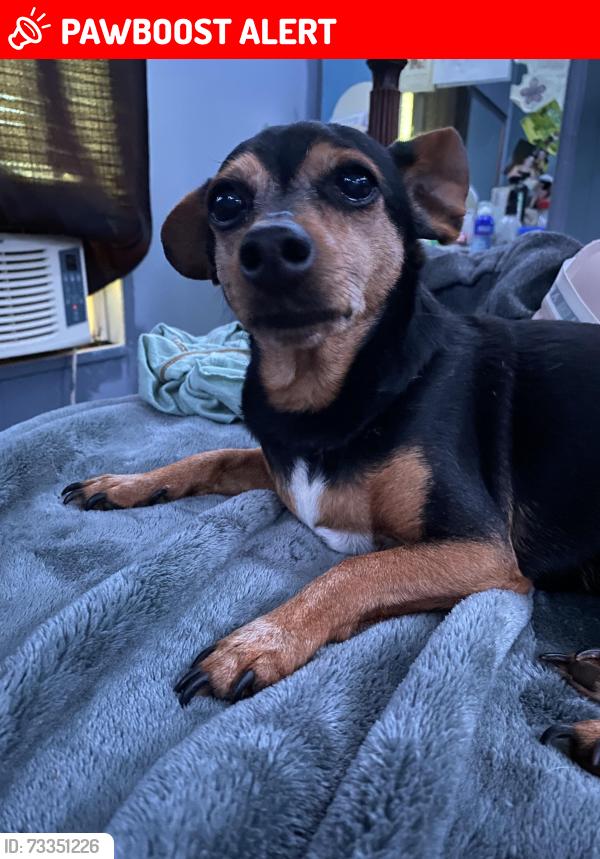 Lost Female Dog last seen Antioch Church near the new stop sign, Habersham County, GA 30523
