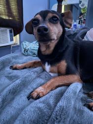 Lost Female Dog last seen Antioch Church near the new stop sign, Habersham County, GA 30523