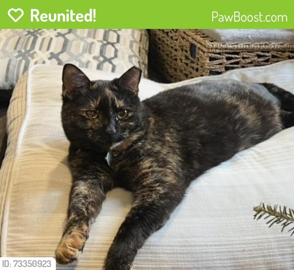 Reunited Female Cat last seen Chivalry Rd and Guinevere, Annandale, VA 22003