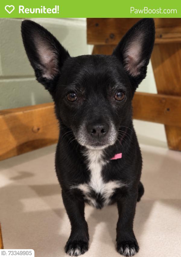 Reunited Female Dog last seen La Luz Ave and Boone St El Paso, TX 79903, El Paso, TX 79903