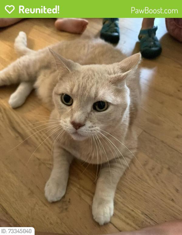 Reunited Male Cat last seen Millshire Rd greendale wi, Greendale, WI 53129