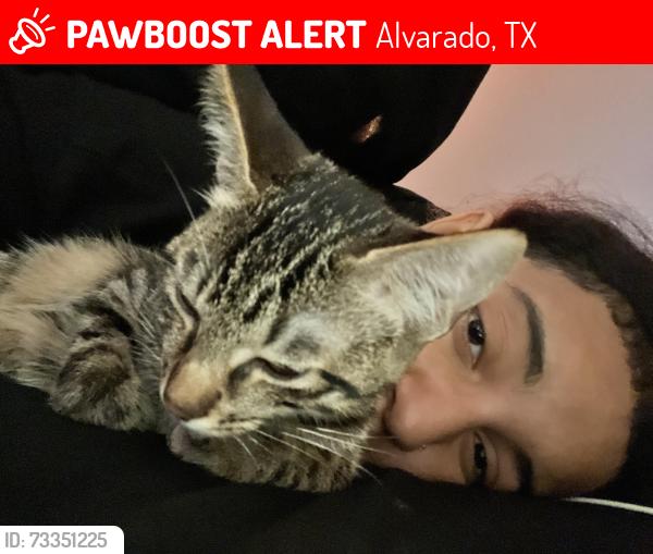 Lost Male Cat last seen He was seen in an alley behind the parks of Alvarado, Alvarado, TX 76009