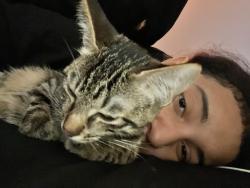 Lost Male Cat last seen He was seen in an alley behind the parks of Alvarado, Alvarado, TX 76009