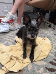 Found/Stray Male Dog last seen Walnut bend and Briar Forest, Houston, TX 77042