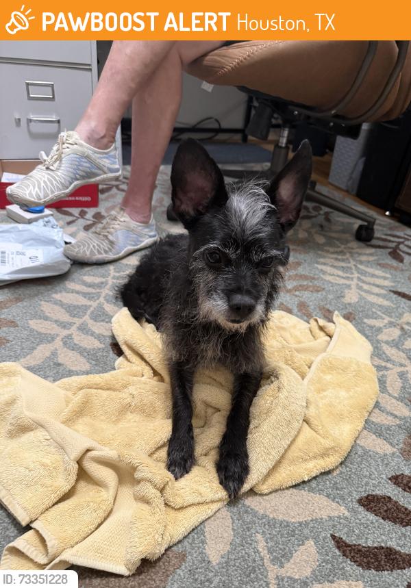 Found/Stray Male Dog last seen Walnut bend and Briar Forest, Houston, TX 77042