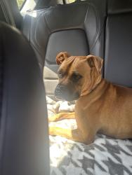 Found/Stray Male Dog last seen north avune, Athens, GA 30609