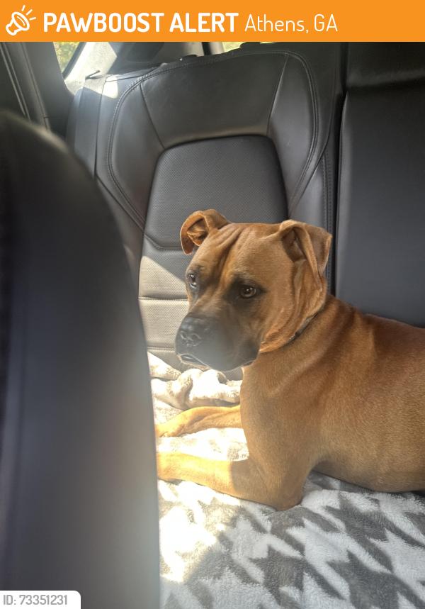 Found/Stray Male Dog last seen north avune, Athens, GA 30609