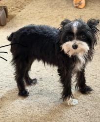 Reunited Male Dog last seen Pebblebrooke, Sherman, TX 75092