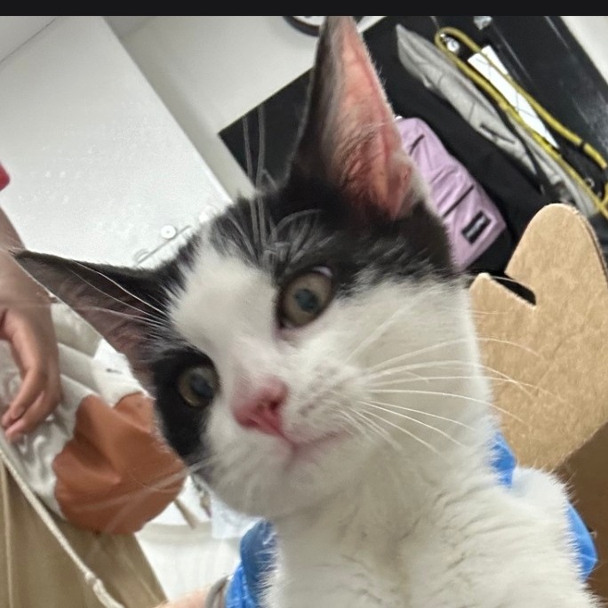 Shelter Stray Unknown Cat last seen , 124 Evergreen Ave, Newark, NJ 07114, USA