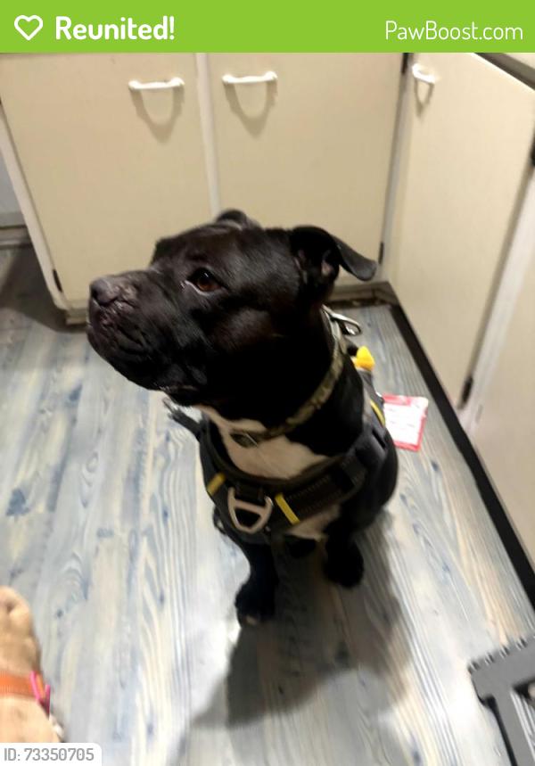 Reunited Male Dog last seen Arlington and Westminster, Saint Paul, MN 55130