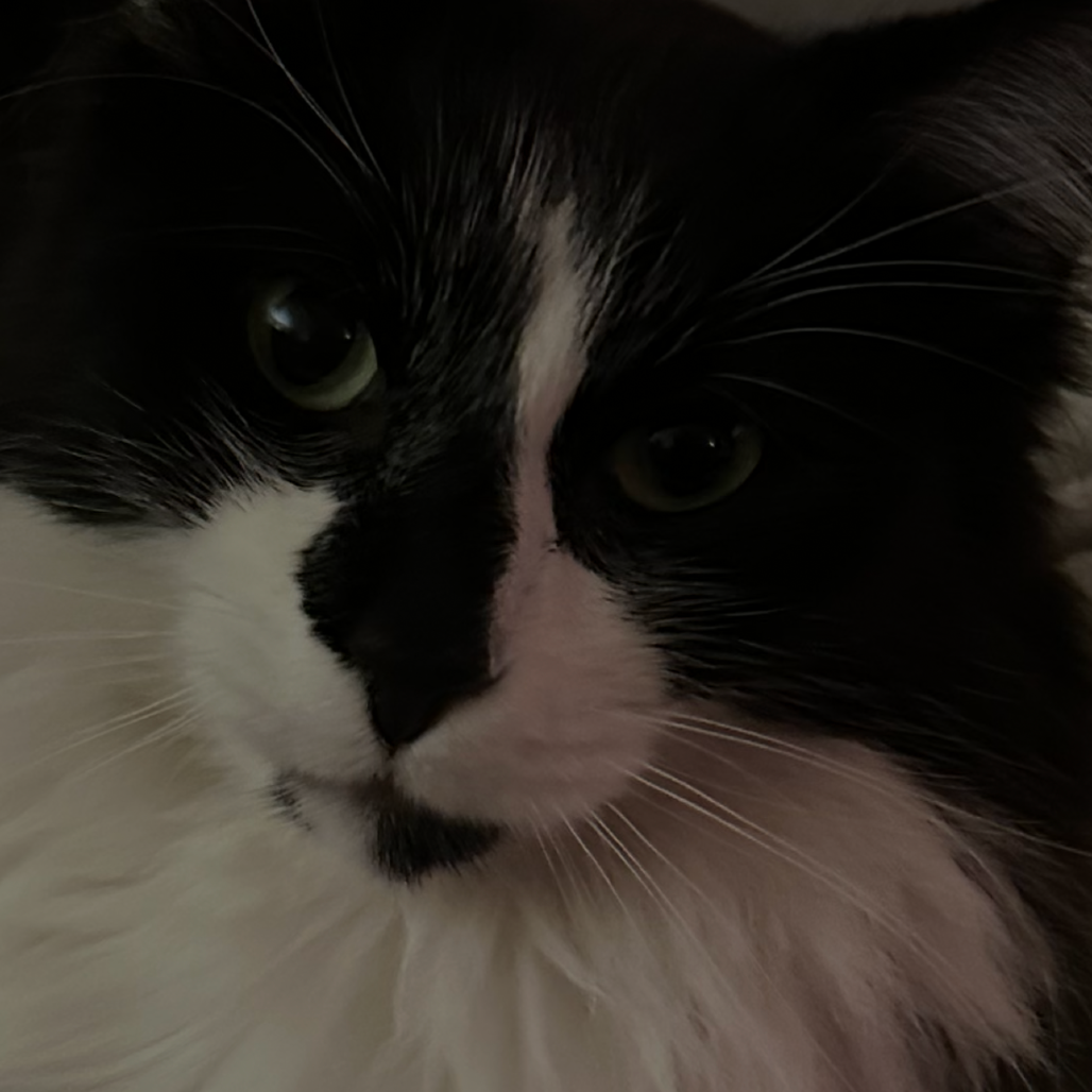 Shelter Stray Unknown Cat last seen , 2608 Center St, Tacoma, WA 98409, USA