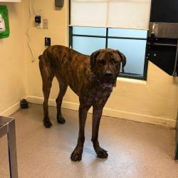Shelter Stray Male Dog last seen , 361 S Raymond Ave, Pasadena, CA 91105, USA