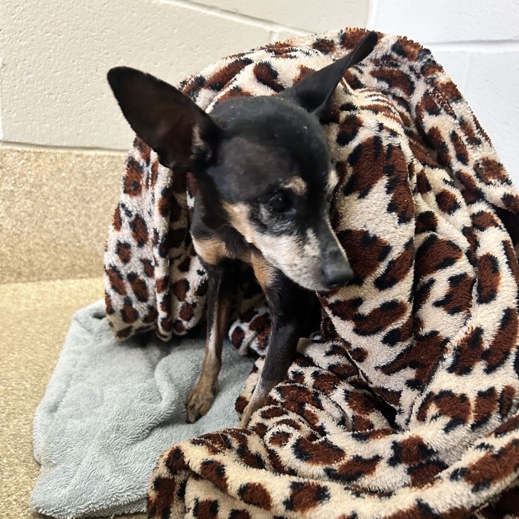 Shelter Stray Female Dog last seen , 54687 Co Rd 19, Bristol, IN 46507, USA