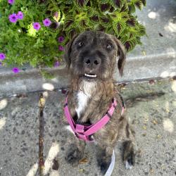 Shelter Stray Male Dog last seen , Animal Care & Control Team of Philly, 111 W Hunting Park Ave, Philadelphia, PA 19140, USA