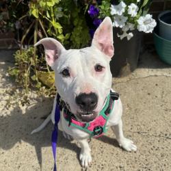 Shelter Stray Female Dog last seen , Animal Care & Control Team of Philly, 111 W Hunting Park Ave, Philadelphia, PA 19140, USA