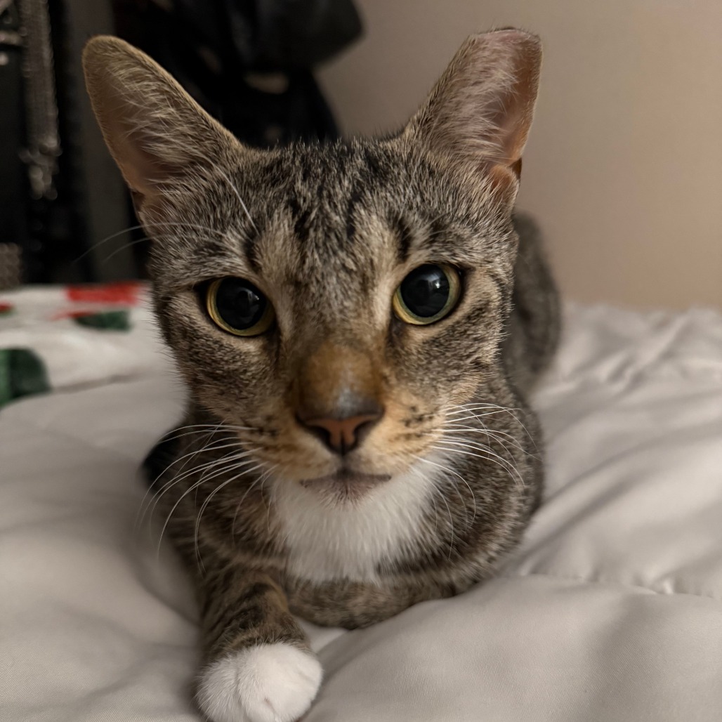 Shelter Stray Male Cat last seen , Animal Care & Control Team of Philly, 111 W Hunting Park Ave, Philadelphia, PA 19140, USA
