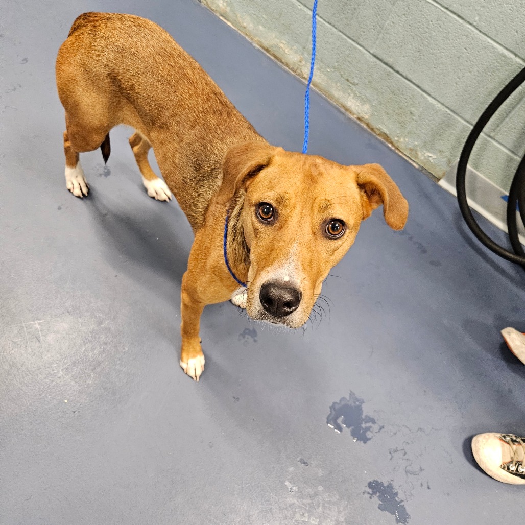 Shelter Stray Female Dog last seen , 980 Guilford College Rd, Greensboro, NC 27409, USA