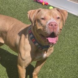 Shelter Stray Female Dog last seen , 167 Conklin Ave, Binghamton, NY 13903, USA