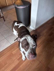 Found/Stray Female Dog last seen Mason road, Westheimer Pkwy, TX 77450