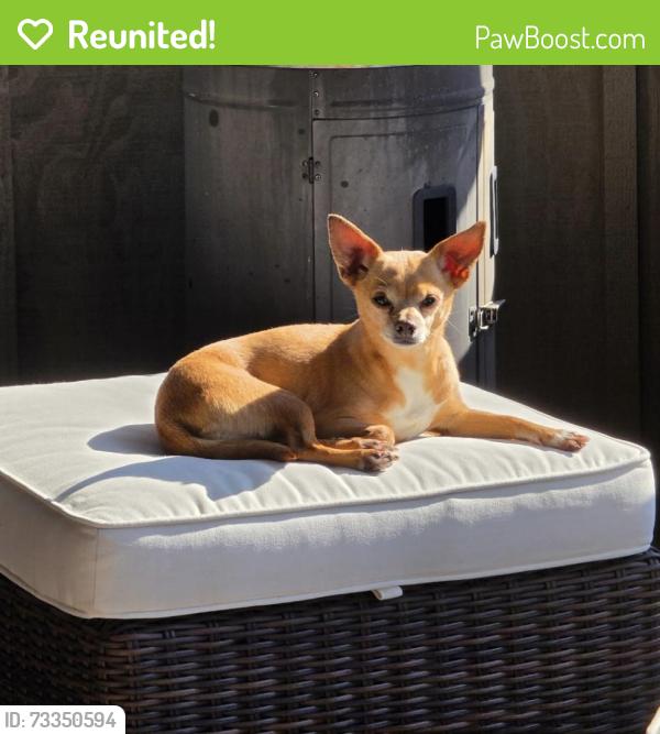 Reunited Female Dog last seen Rudisill, Fort Wayne, IN 46806