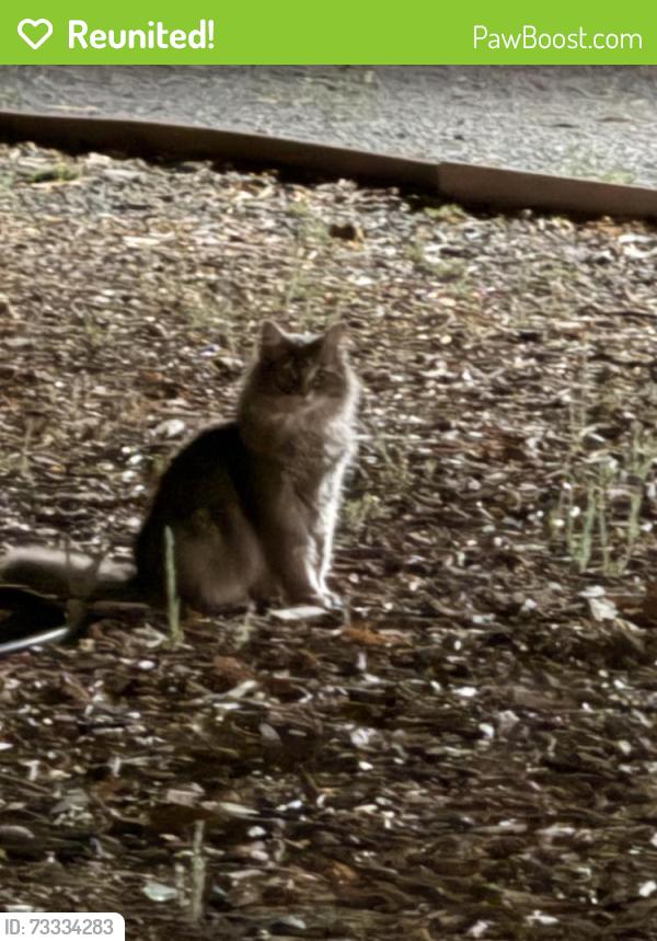 Reunited Unknown Cat last seen El Mercado parkway, Larkfield-Wikiup, CA 95403