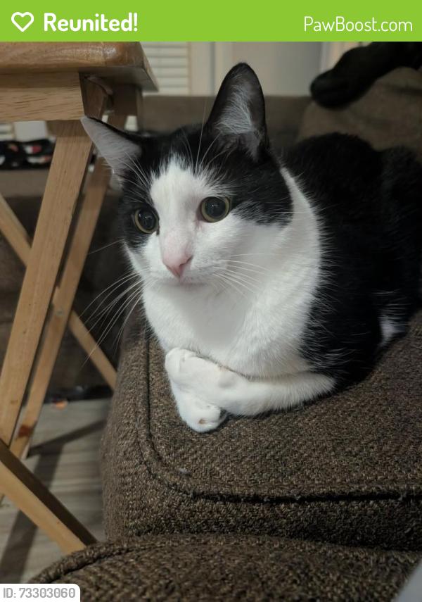 Reunited Male Cat last seen Near Oaks Senior Living at Post Road & Hwy 20, Cumming, GA 30040