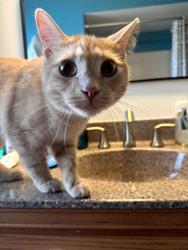 Reunited Male Cat last seen 64th st, Greenfield, WI 53220
