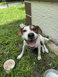 Found/Stray Female Dog last seen Near ne 157 st , North Miami Beach, fl 33162, North Miami Beach, FL 33162