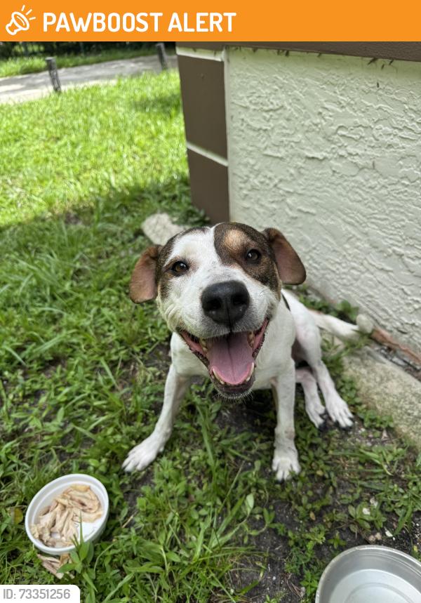 Found/Stray Female Dog last seen Near ne 157 st , North Miami Beach, fl 33162, North Miami Beach, FL 33162