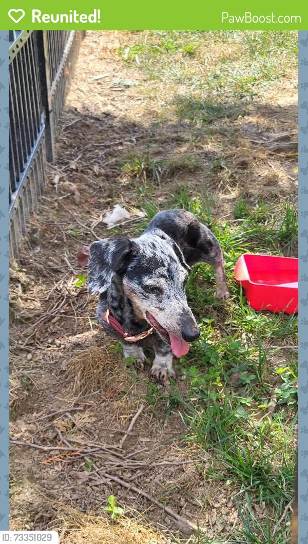 Reunited Unknown Dog last seen Walmart on airport road, Buncombe County, NC 28704