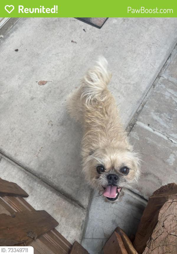 Reunited Female Dog last seen Creekview Elementary, Ontario, CA 91761