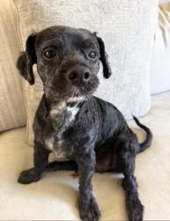 Reunited Male Dog last seen Near Gary high school, Pomona, CA 91766