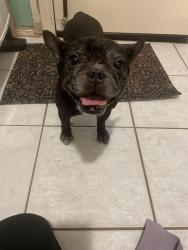 Reunited Female Dog last seen Cypresswood and Carols Way, Lakewood Forest, TX 77070