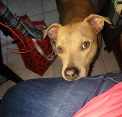 Reunited Male Dog last seen Royal Palm and Coral ridge area, Coral Springs, FL 33065