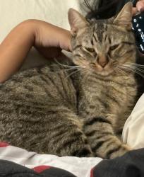 Reunited Male Cat last seen Villa Flores Drive, El Paso, TX 79912