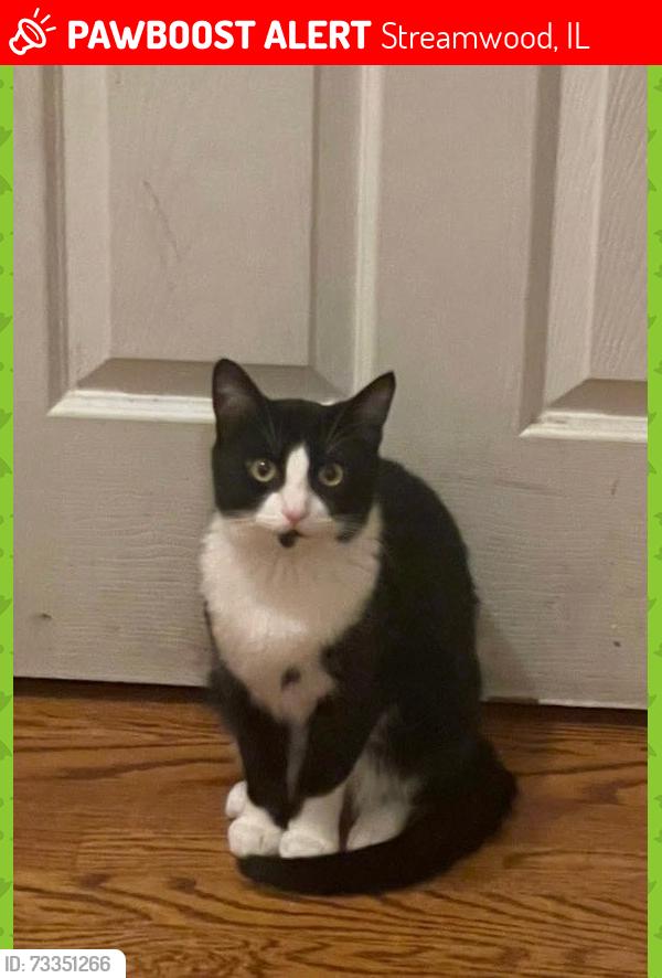 Lost Male Cat last seen Oakhill elementary, Streamwood, IL 60107